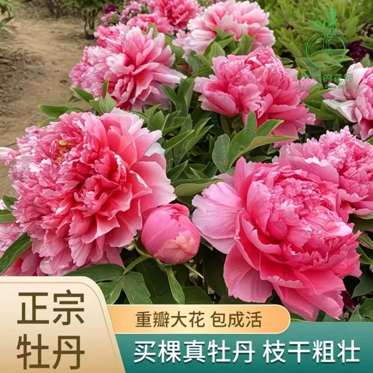 【带芽包】正宗洛阳重瓣牡丹花苗耐寒好养带花苞室内外庭院种植