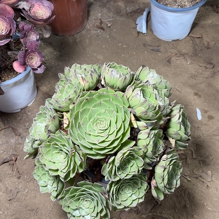 多肉植物法师绿魔22