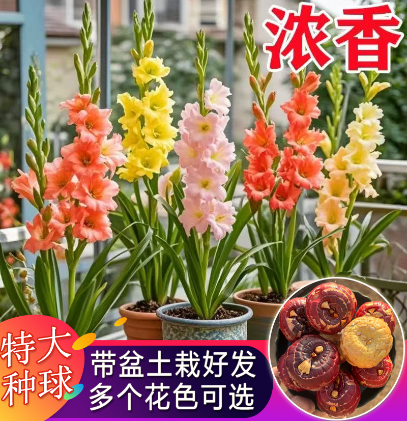 剑兰大颗种球唐菖蒲四季多年生可盆栽作切花建兰球根花卉阳台花园