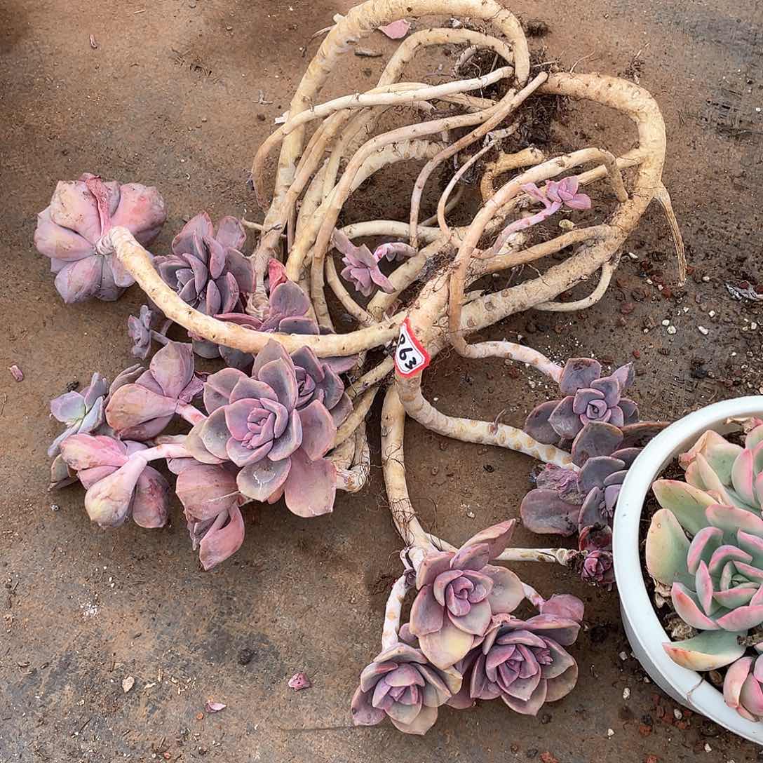 863彩虹糖一物一拍多肉