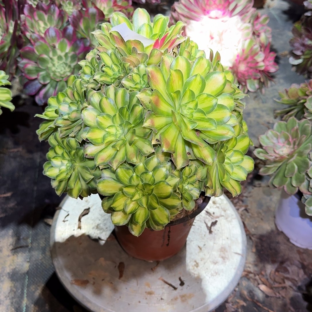 多肉植物韶华0621