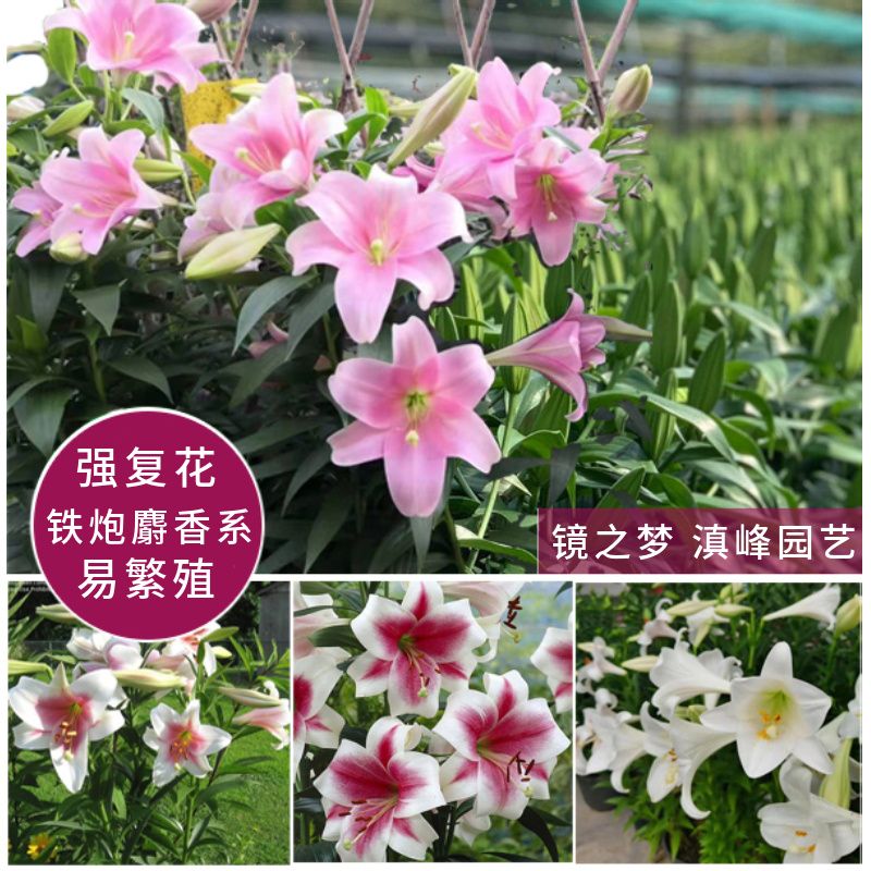进口浓香铁炮/星球喇叭系列对版繁殖复花强 粉特/舞女/白特/岷江