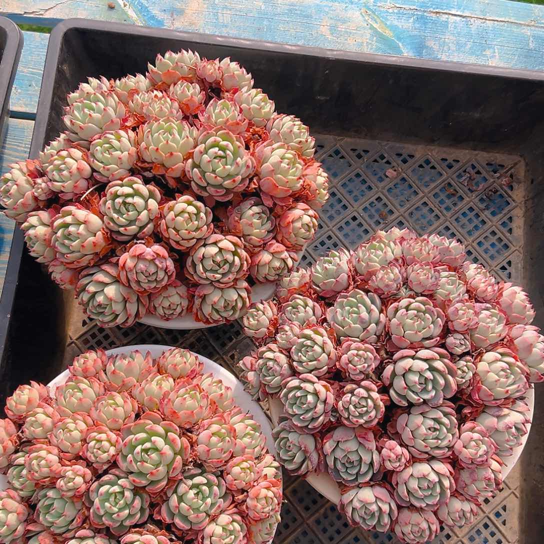 大杯娜娜小勾，满18包邮