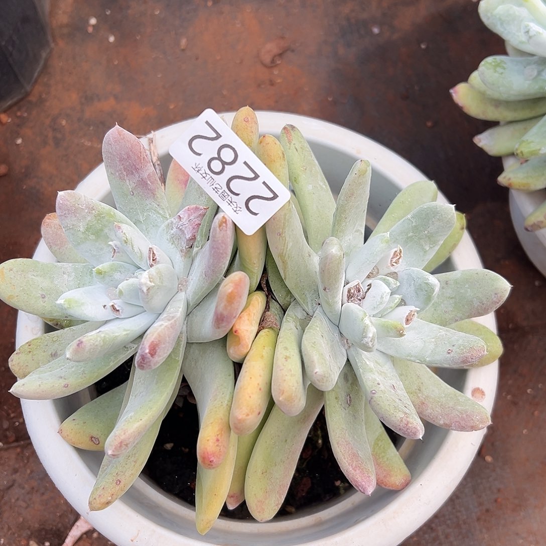 薄叶拇指帕奇飞徒仙女杯多肉。