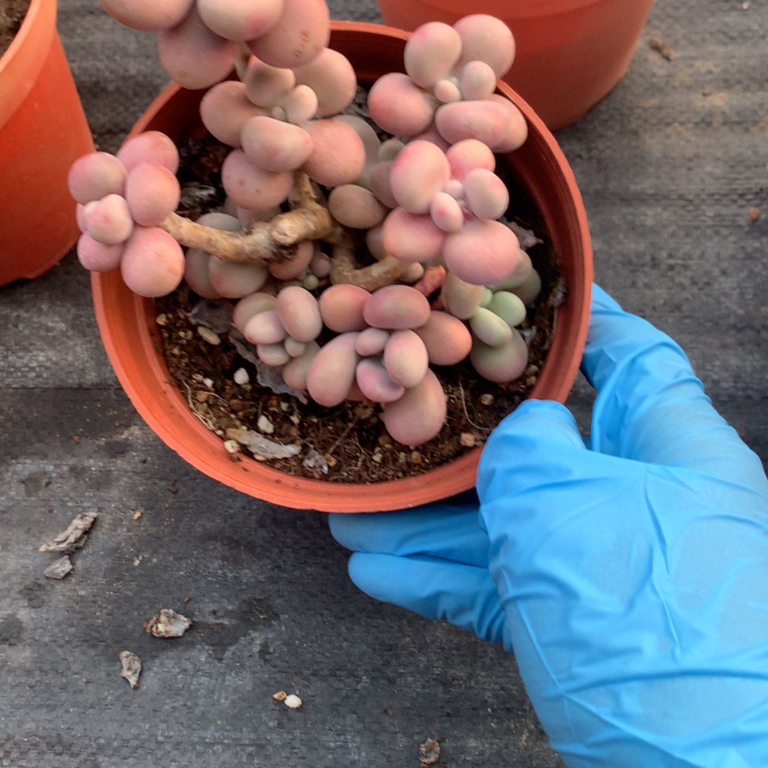 莉*95号不带盆偏远的不包邮的