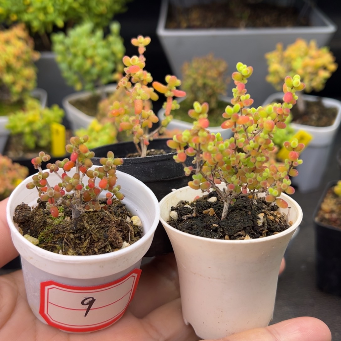 福利套餐3颗5cm盆9号米粒蜜橘金桔