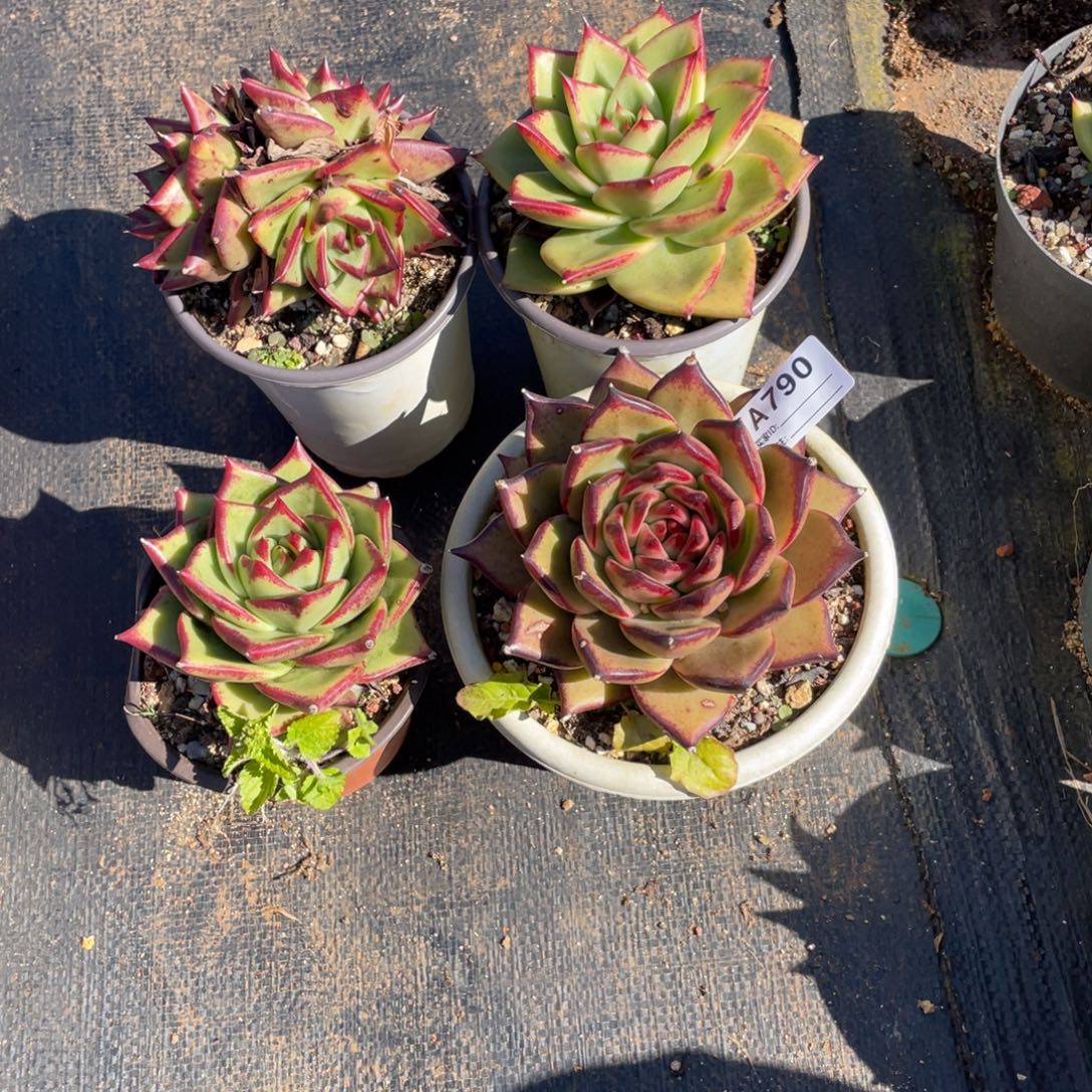 小***6若如东云单拍A790