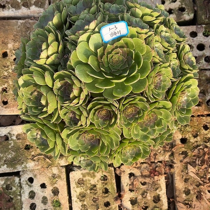 万拉丝多肉法师不包损11