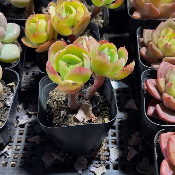双头碧桃带盆土发