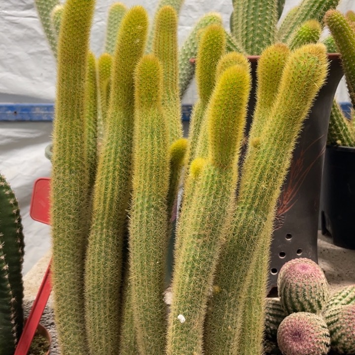 超大群金妞黄金条一杯28.8