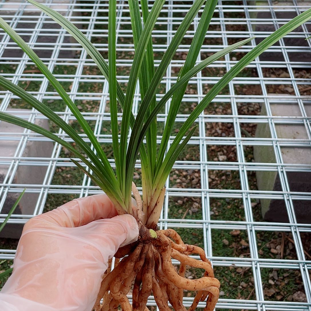 潘***林完全开放兰花兰花