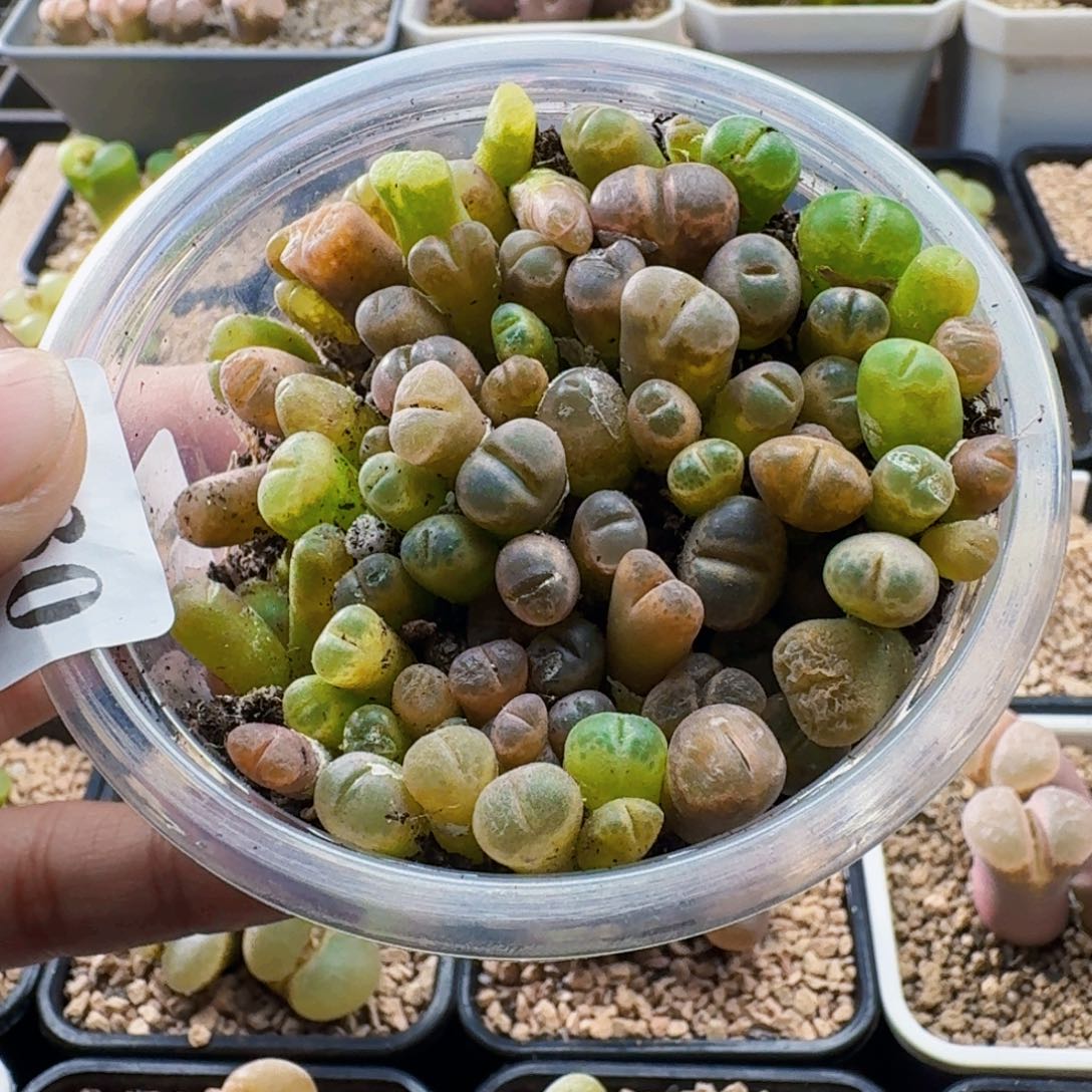 2930风铃苗一年半肉锥