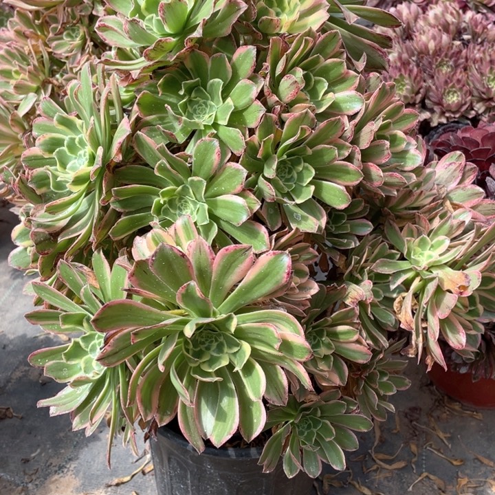 210艳日伞多肉法师福利不包损