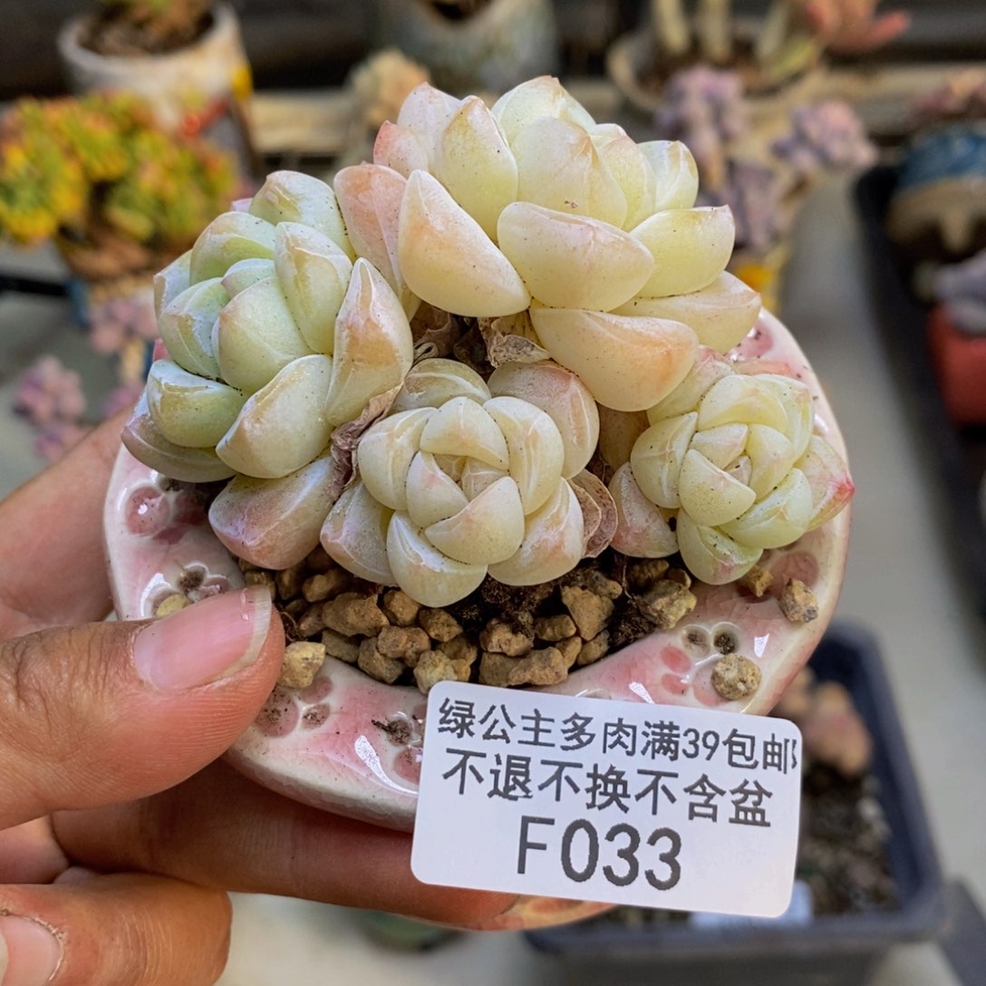 033珍妮冰玉多肉不包整