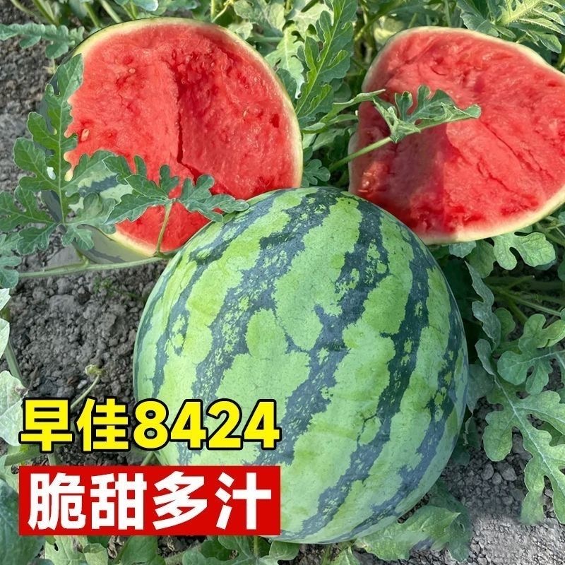 早佳8424冰糖麒麟西瓜种子无籽懒人西瓜种籽四季播种蔬菜水果种孑