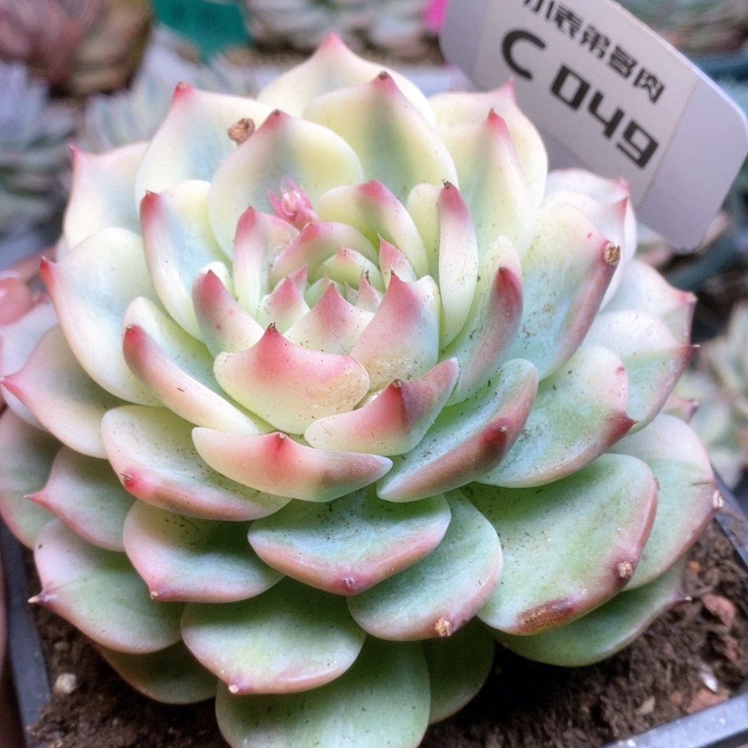 049锦锦锦锦锦锦锦锦