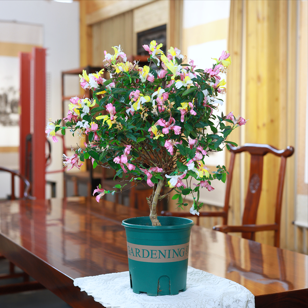 【五彩金银花】独杆棒棒糖浓香四季开花金花银花黄花《京东发货》