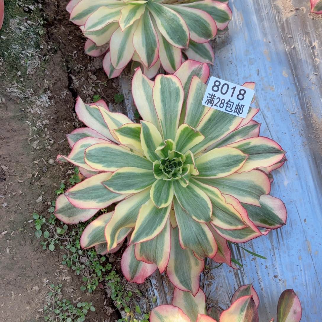 肉*子C. 8018魅影多肉