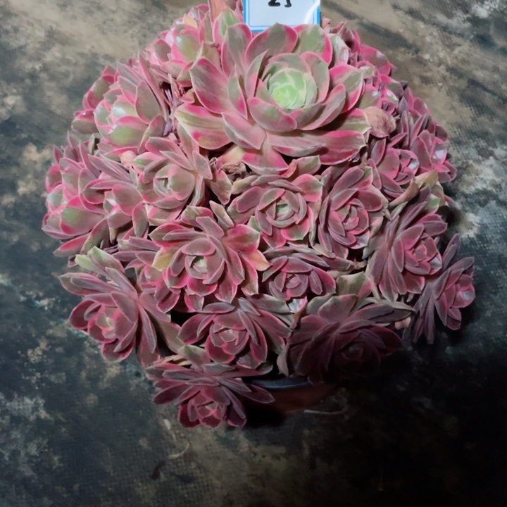 25老庄多肉法师浣纱