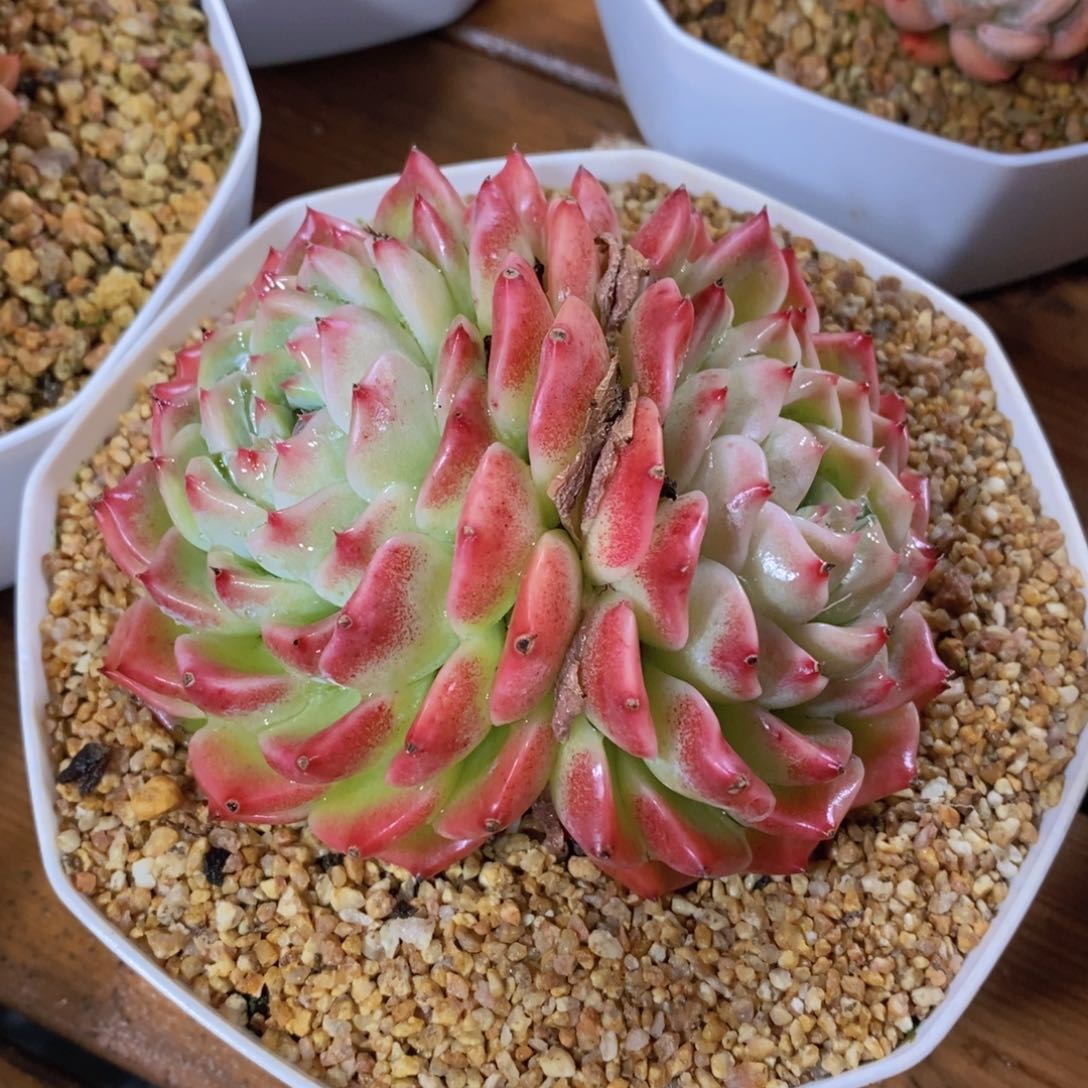 一物一拍多肉植物满38包邮多肉