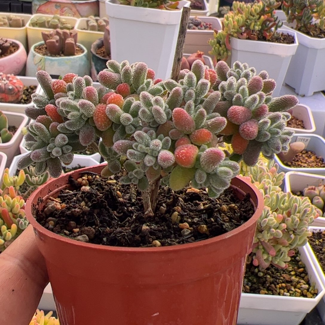 开播福利多肉植物枝干冰晶紫色优选