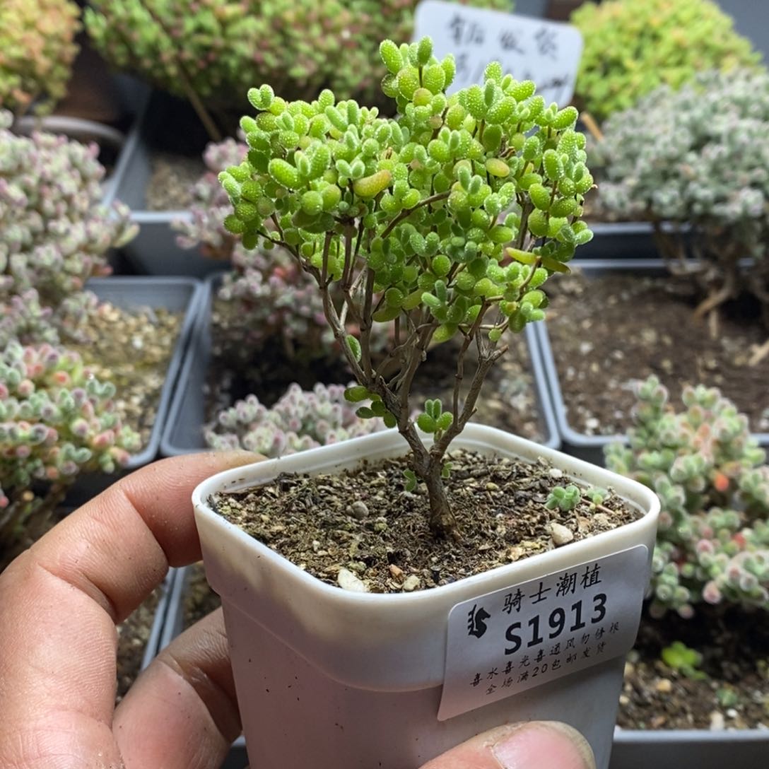 1913蜜橘糖球枝干