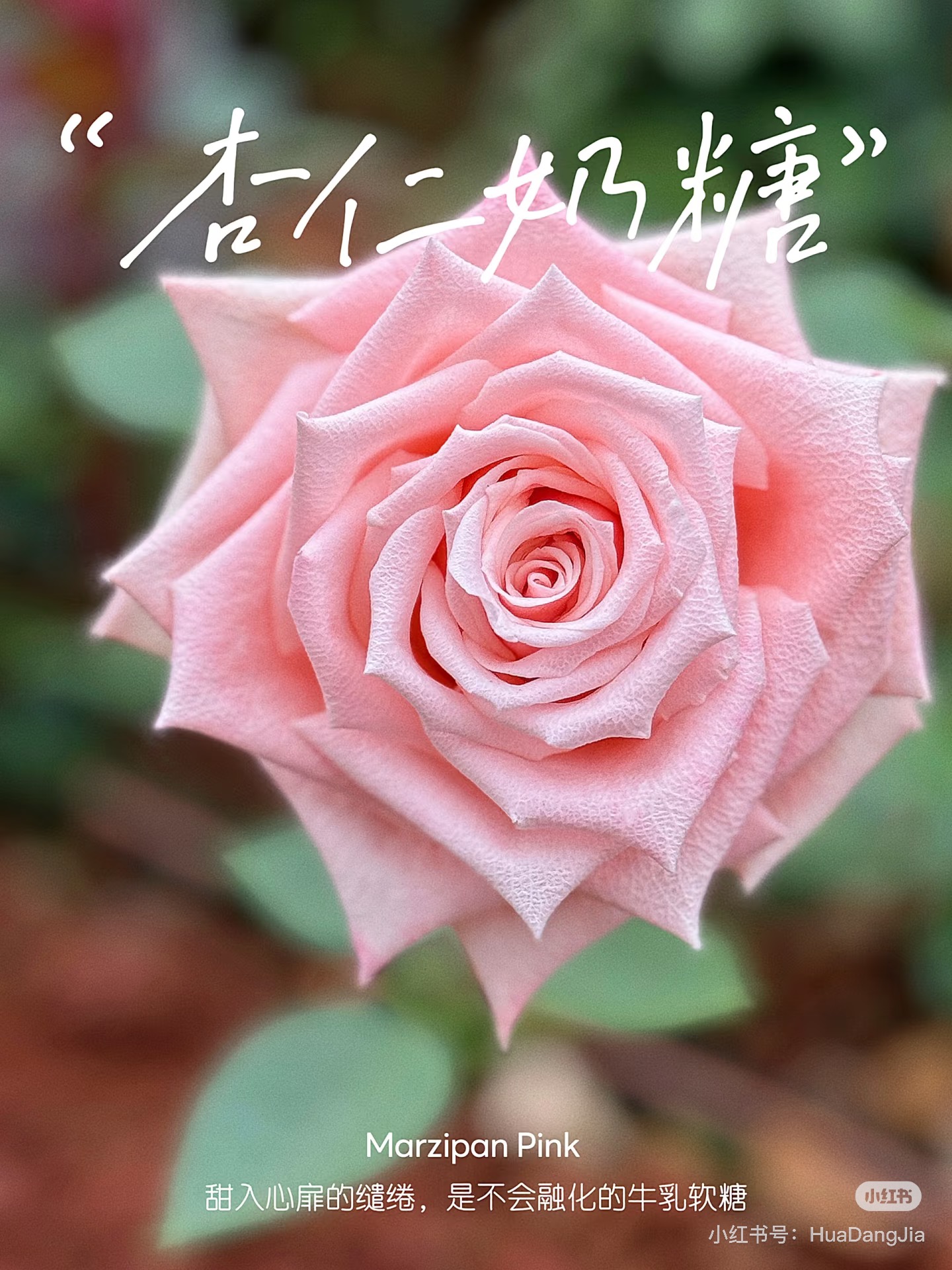 【董小姐】杏仁奶糖单头帝王玫瑰云南直发顺丰包邮