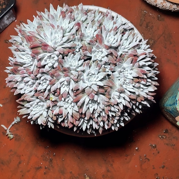 小鹿多肉一物一拍圆圆的