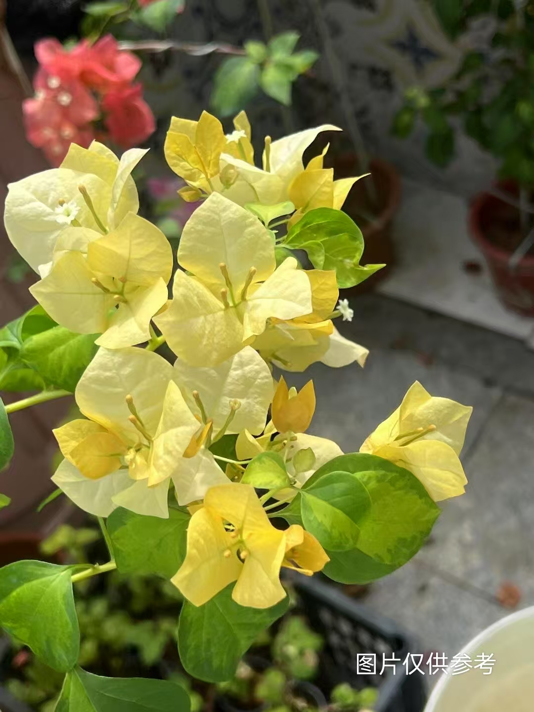 【草莓黄】【包售后一个月】【包对版】三角梅四季开花爬藤飘枝好养护