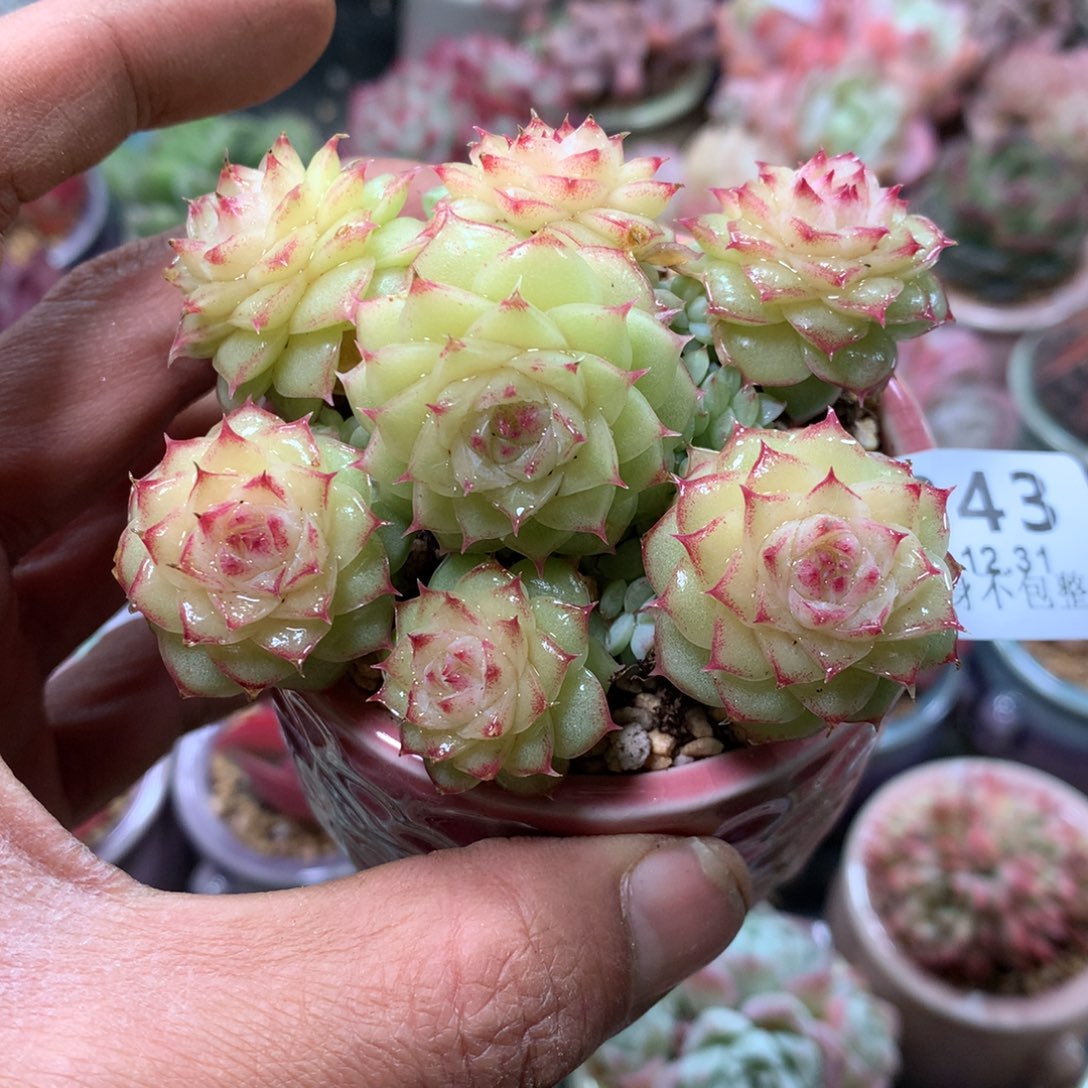 精控拇指盆12.31843