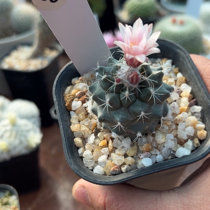 99号实生刘氏丸娇丽3.8厘米