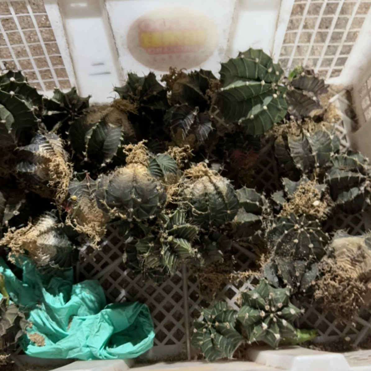 一行园艺【肋骨牡丹5颗】