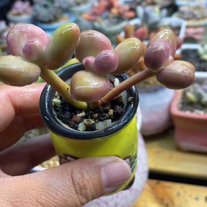 芒果奶带盆发啊啊啊啊啊