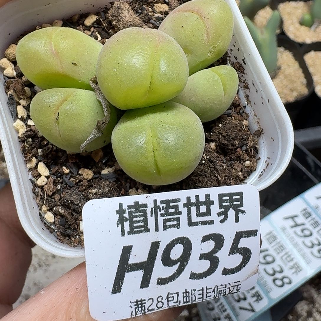 多肉植物的人Ghmm