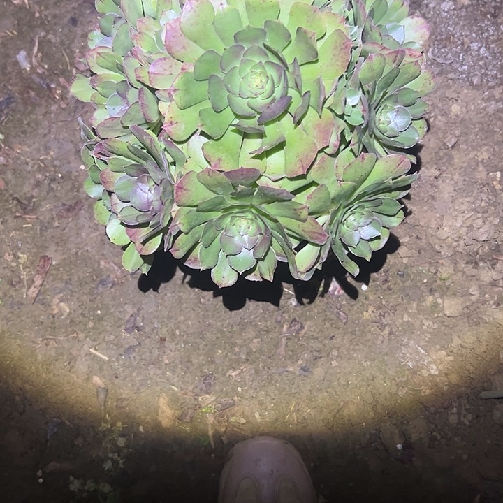 不包侧枝一物一拍14