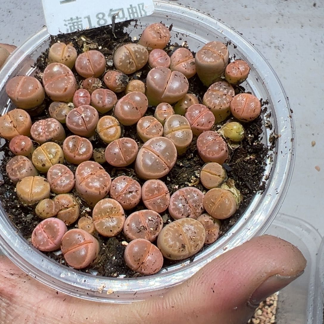 【闪购商品】 142。    