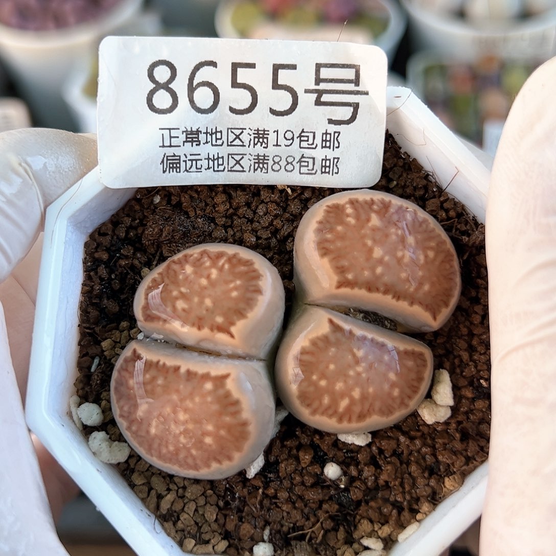 好养易活生石花大母本8655