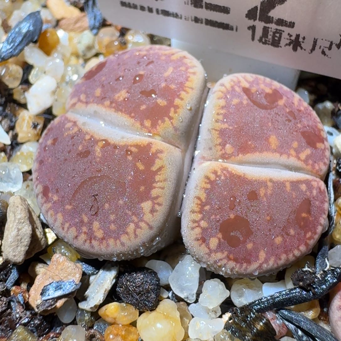 老板只卖高品质322
