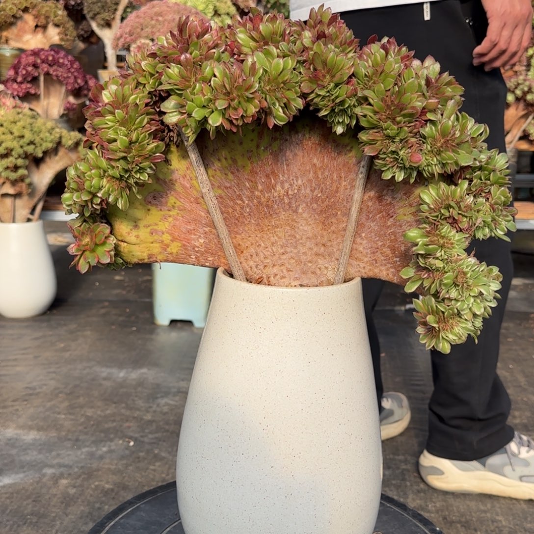 琳琅缀化不带盆土