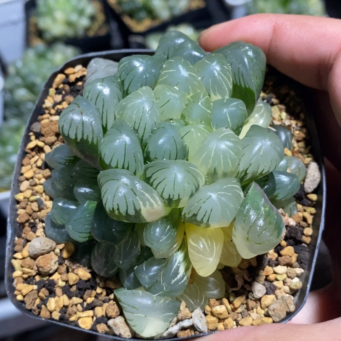 一颗湖水玉露锦 开播福利