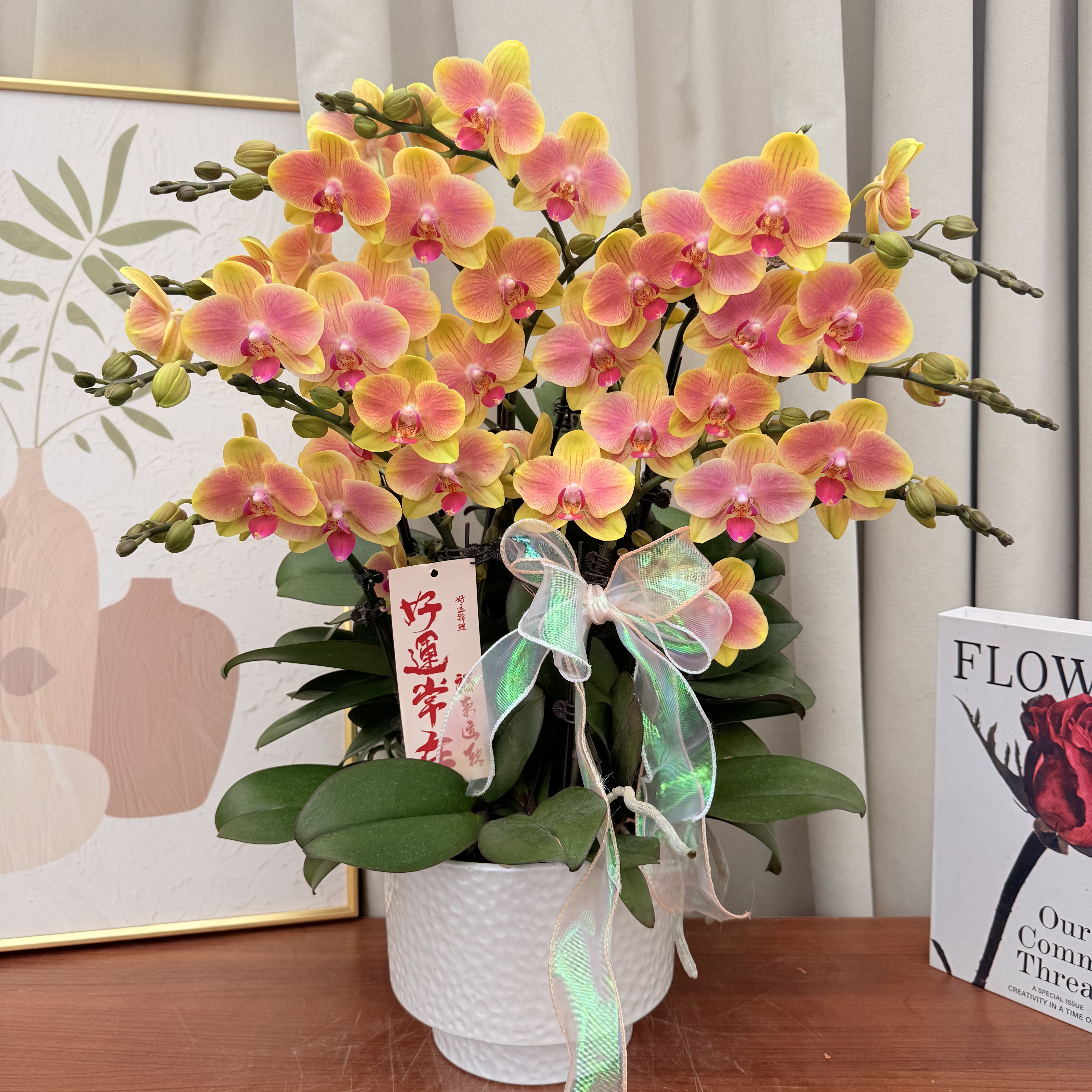 兰花坞蝴蝶蘭《金吉利》金黄色 粉色渐变晕染 带香味 蜡质花 花期长