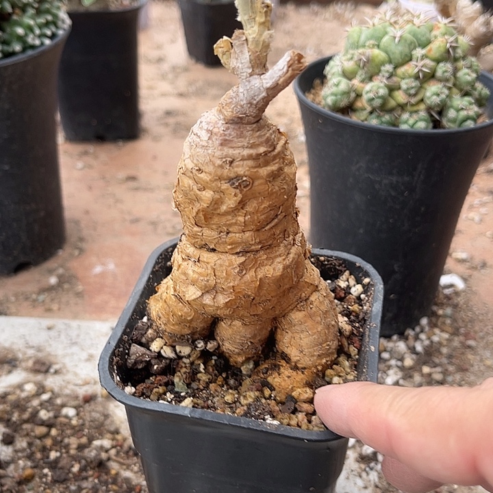 无花朵实生格尔格块根