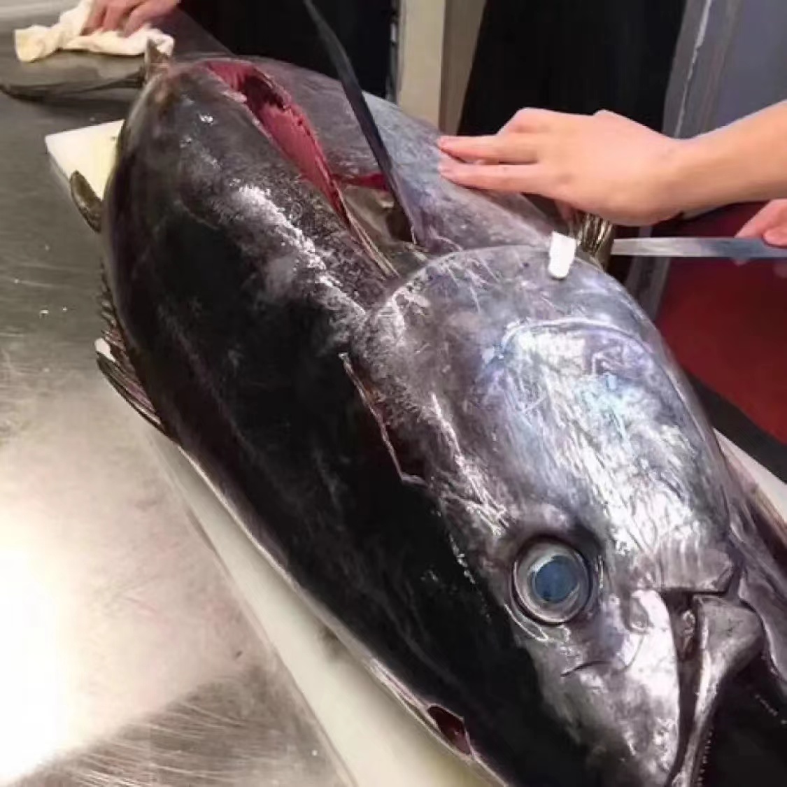 【代拍链接】西班牙海钓野生蓝鳍金枪鱼超低温冷冻刺身整条鱼块
