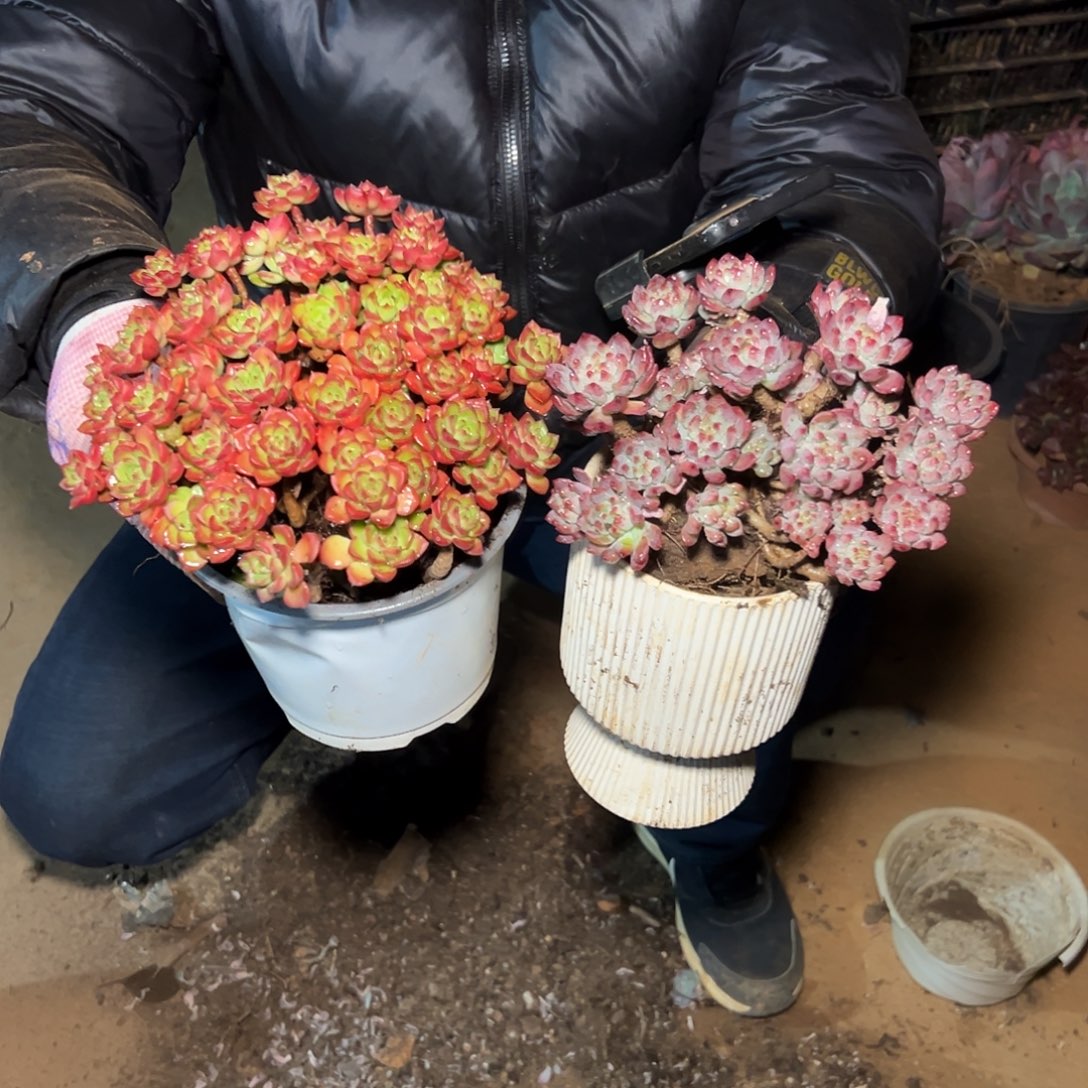 蓝苹果一棵 蒂亚一棵
