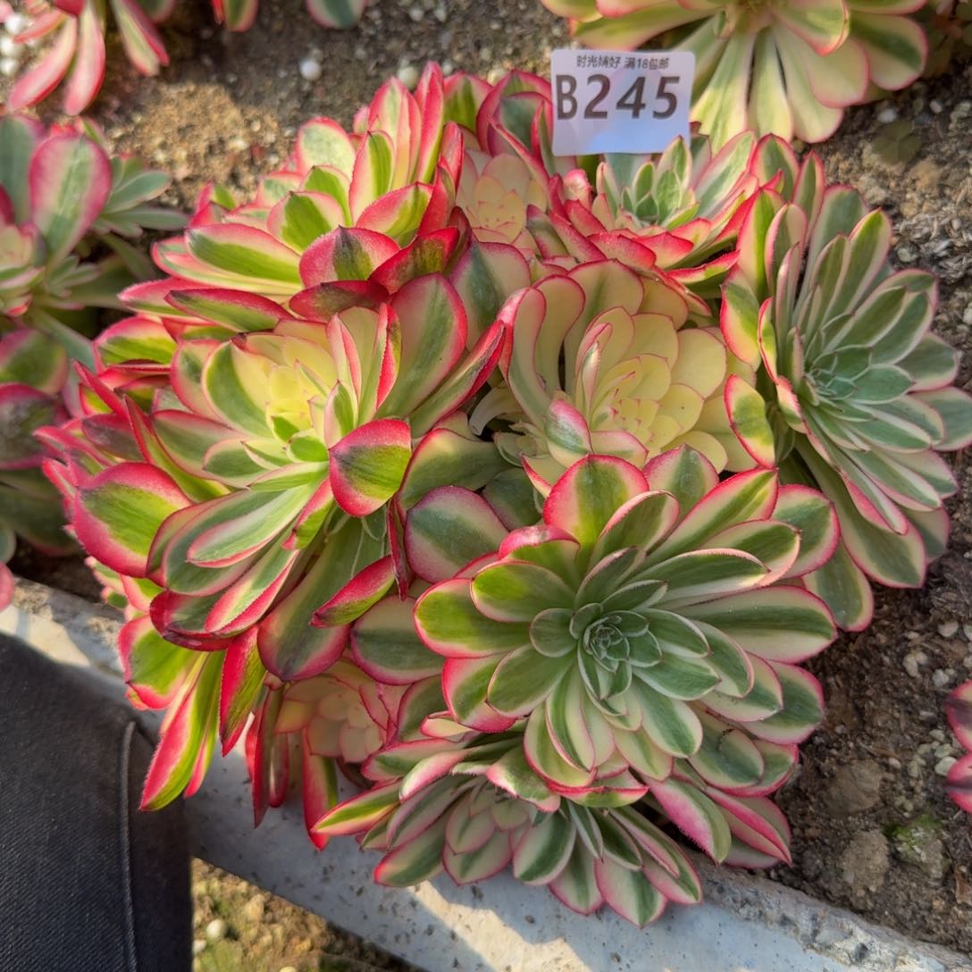 245荔枝。多肉植物