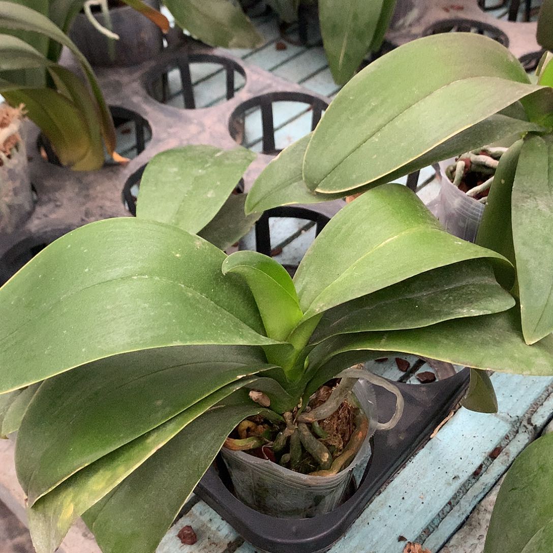 完全开放春丽：2颗福利