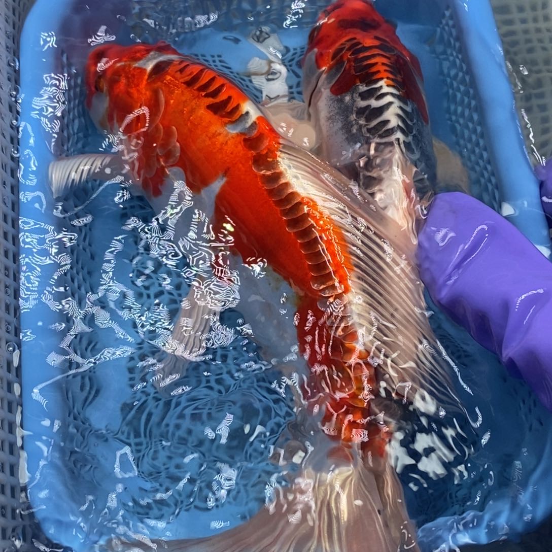 锦鲤冷水锦鲤包邮