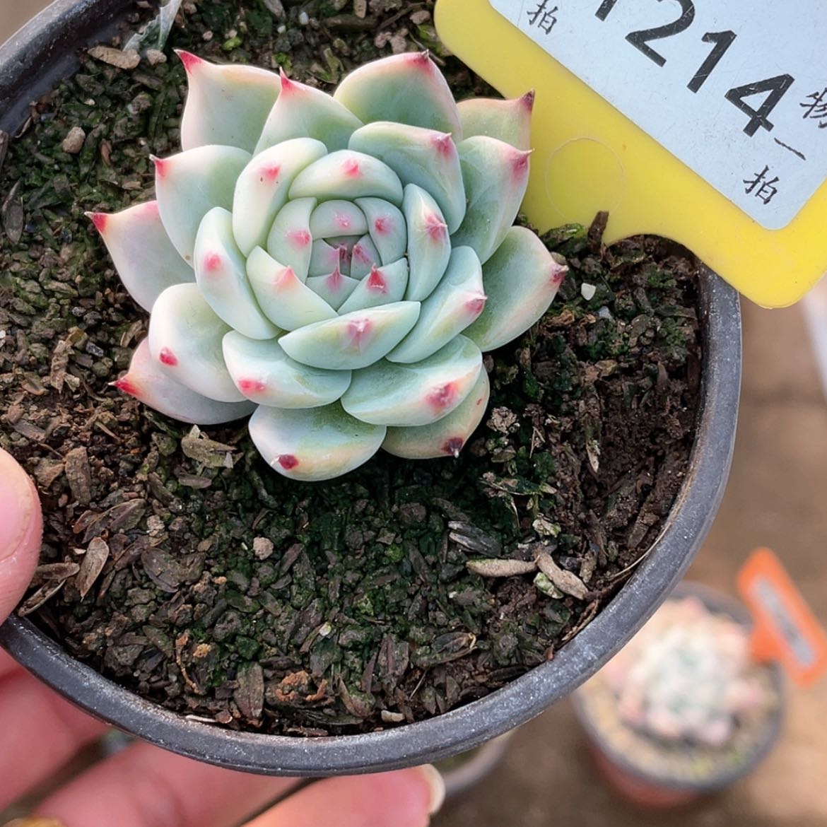 【闪购商品】1214号