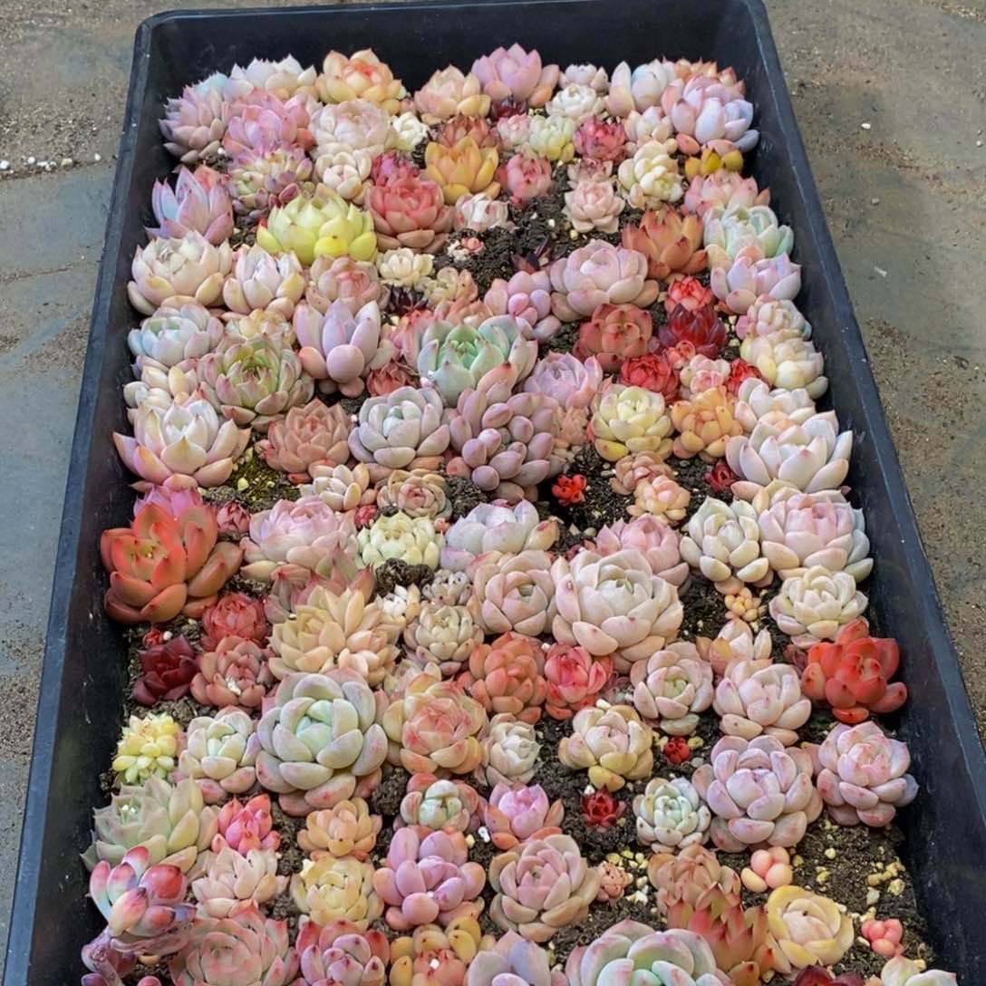 824多肉植物保护研究所所长助理