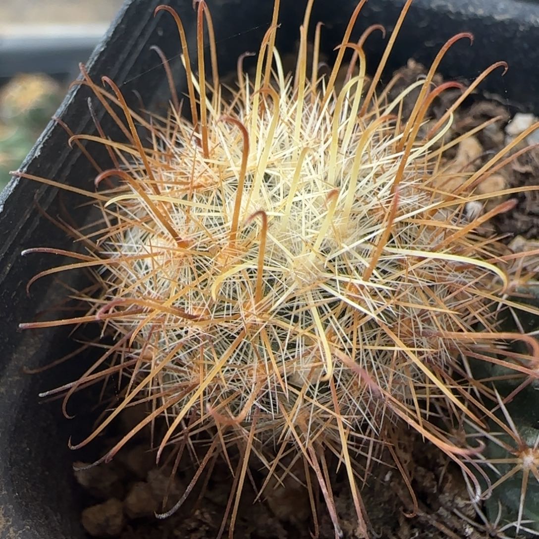 019实生菊雌童多肉